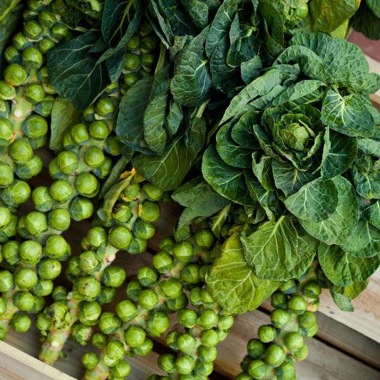 Close-up of a Catskills Brussels sprout plant with mature sprouts growing along the stalk.