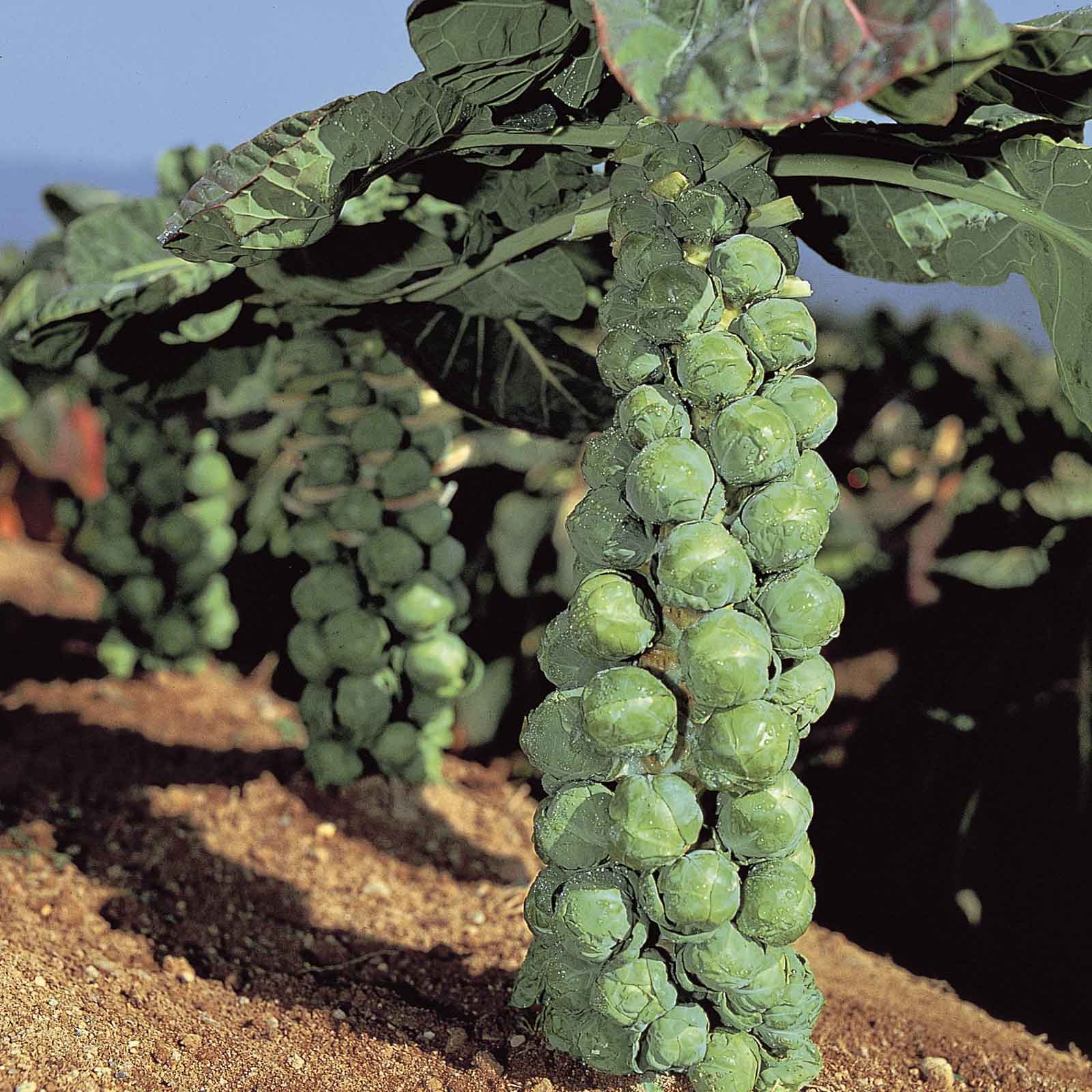 Close-up of a Jade Cross Brussels sprout plant with mature sprouts growing along the stalk.