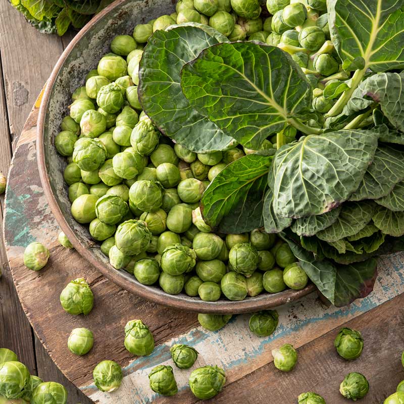 Close-up of a bowl of vibrant green Long Island Improved brussels sprout. | copyright: Floramedia UK Ltd