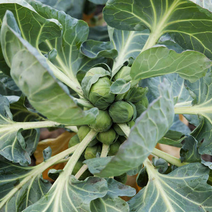 Several long island improved brussels sprouts growing on its stalk, set against a dark background.