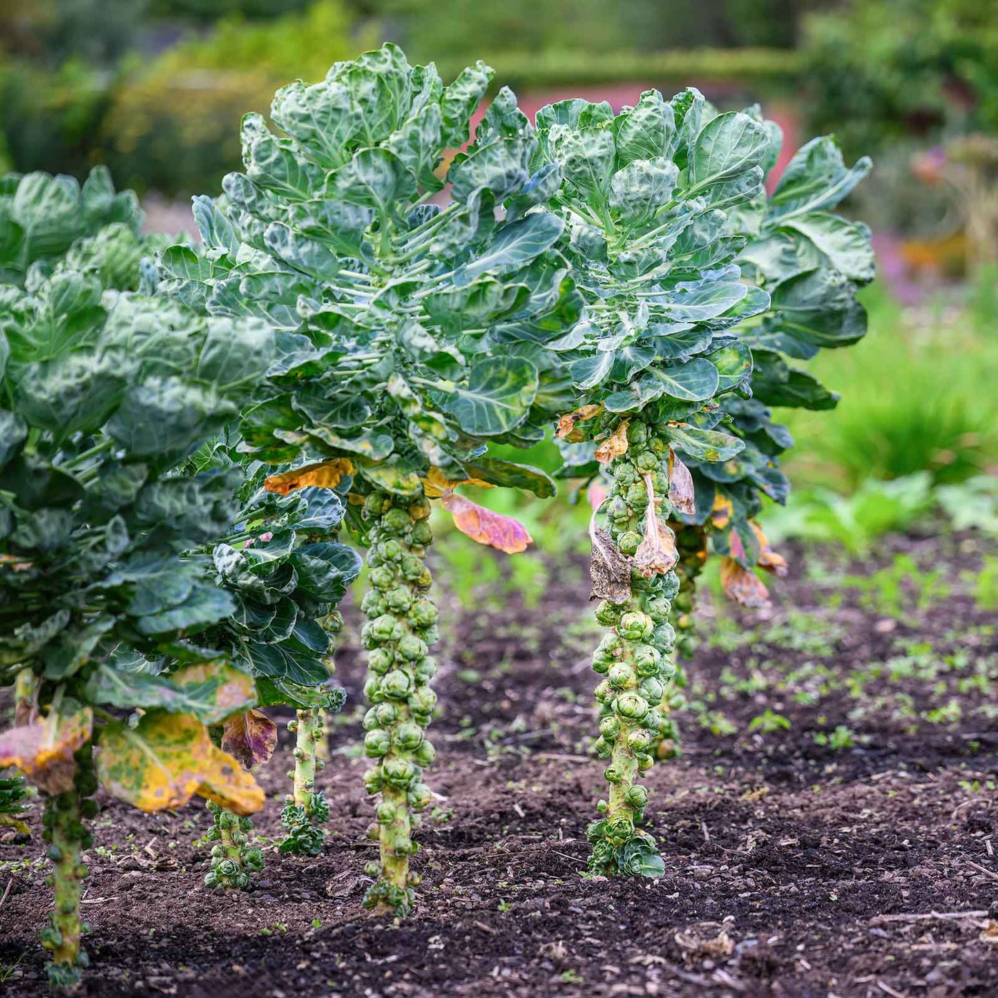 A close-up of a small, green brussels sprout with some dirt on its surface.