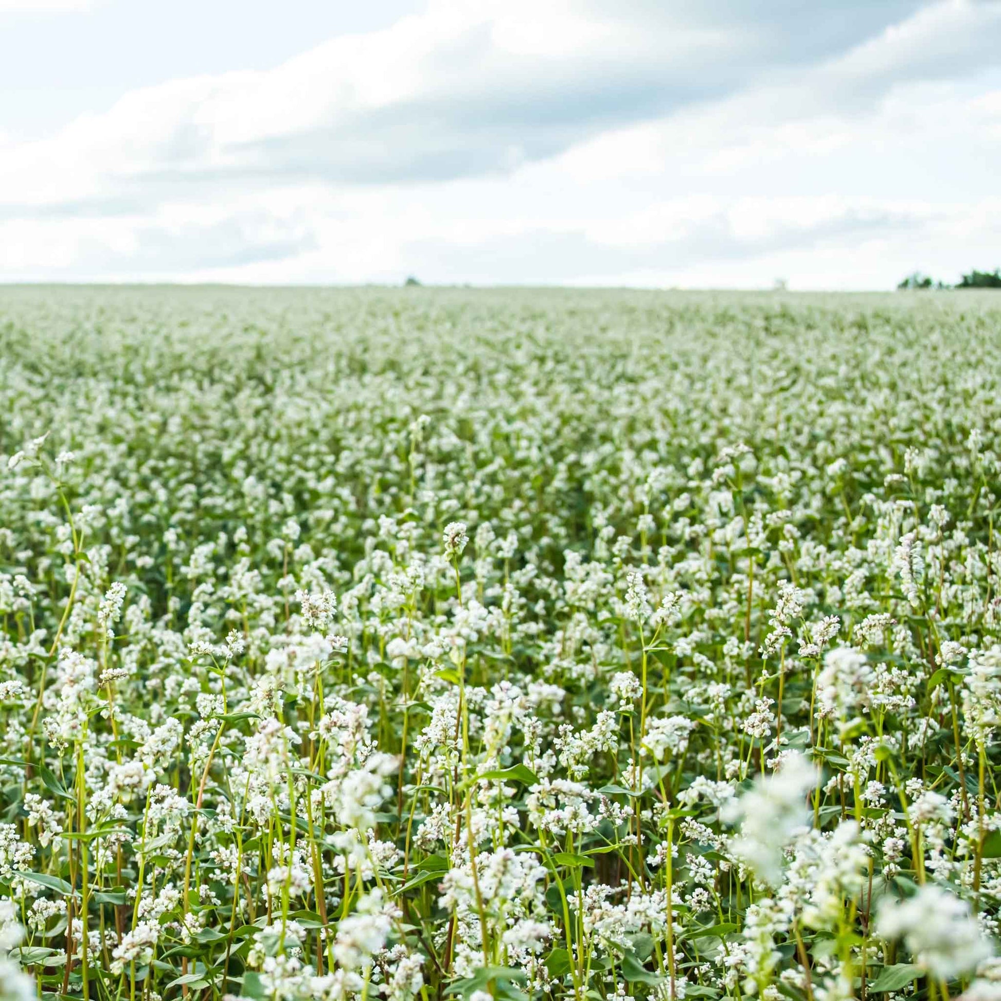 A close-up of buckwheat flowers and seeds in a field.