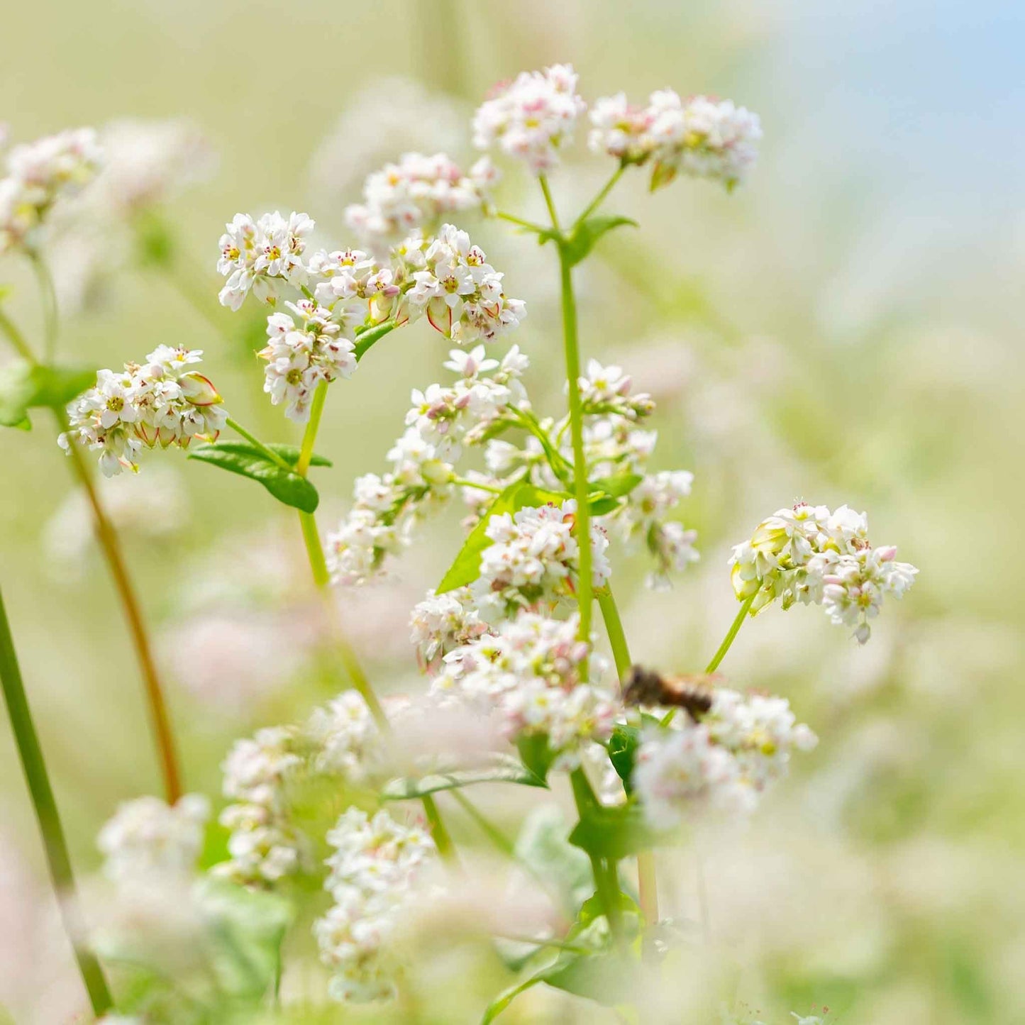 A close-up of buckwheat flowers and seeds in a field.