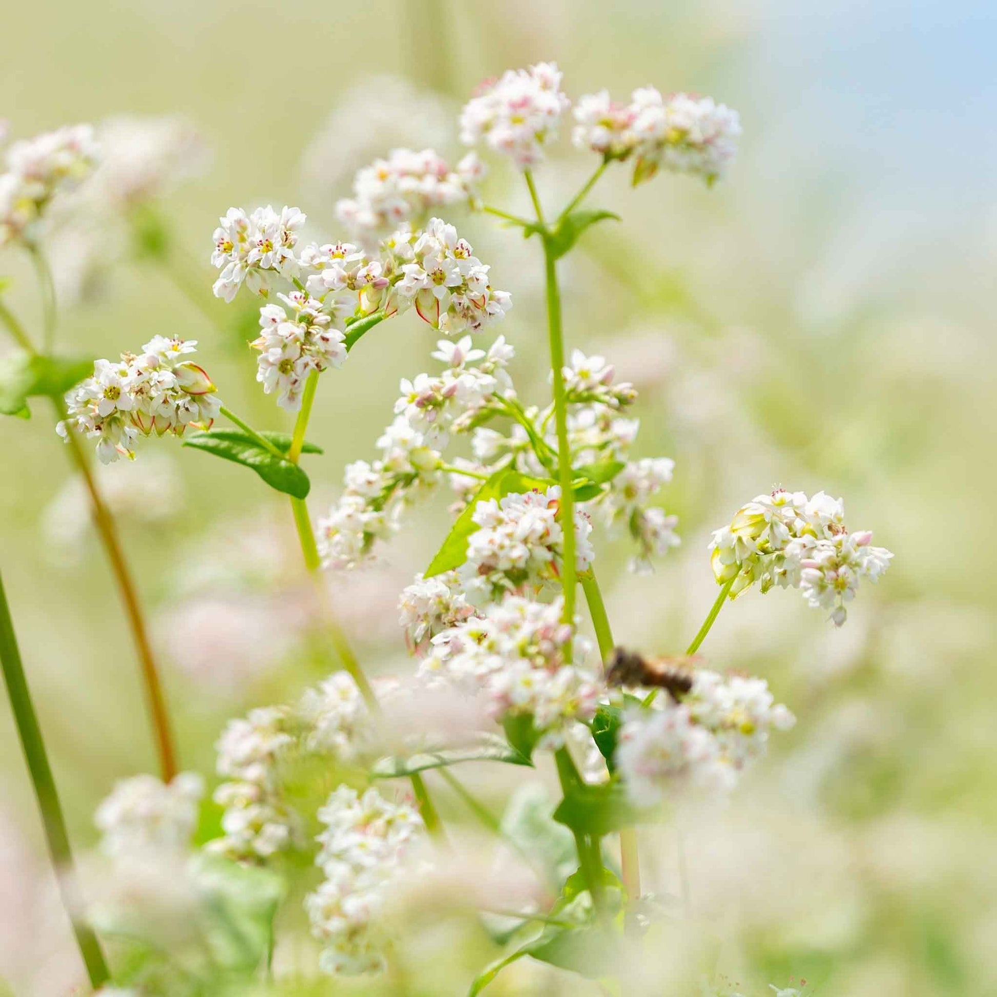 A close-up of buckwheat flowers and seeds in a field.