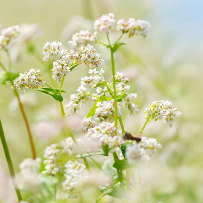 A close-up of buckwheat flowers and seeds in a field.