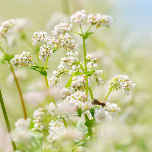 Buckwheat growing outdoors, showing natural color and form, mature blooms, and garden foliage.