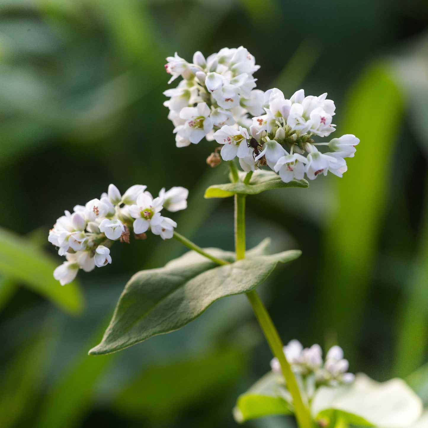 A close-up of flowering buckwheat seeds with a blurred background.