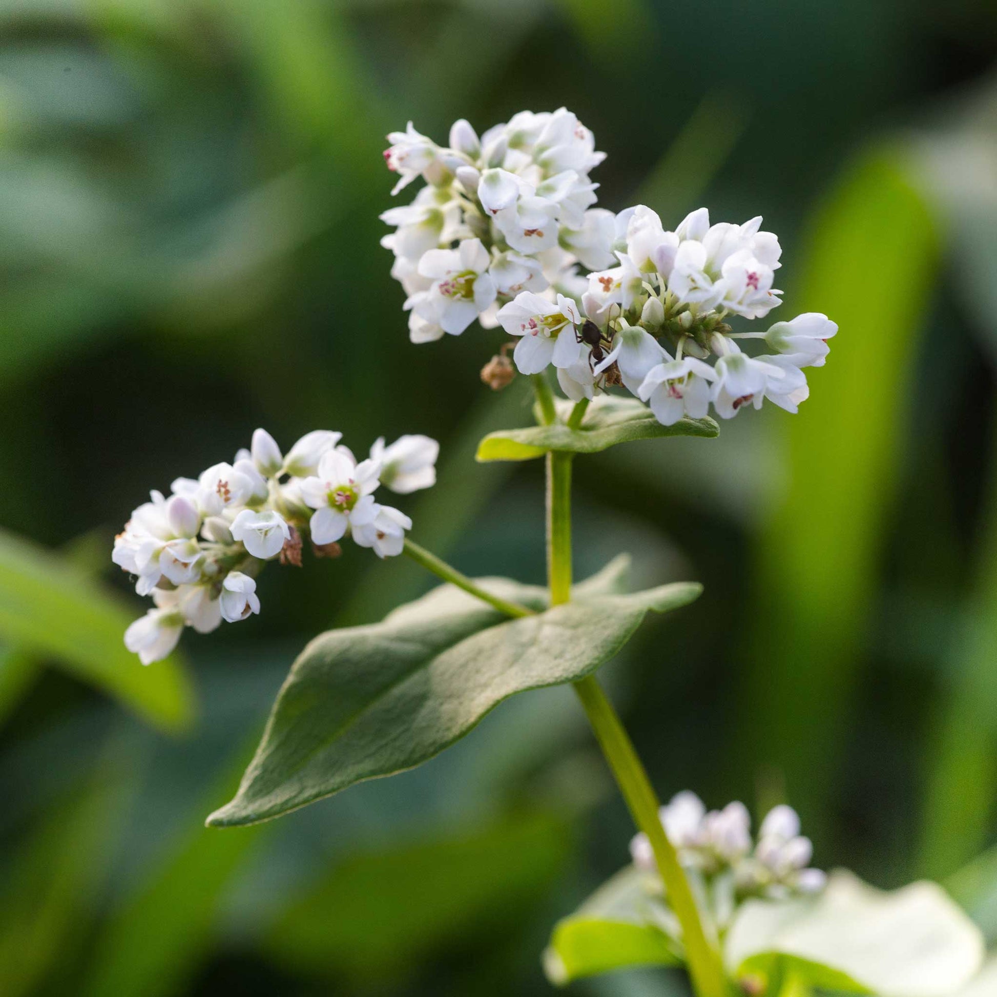 A close-up of flowering buckwheat seeds with a blurred background.