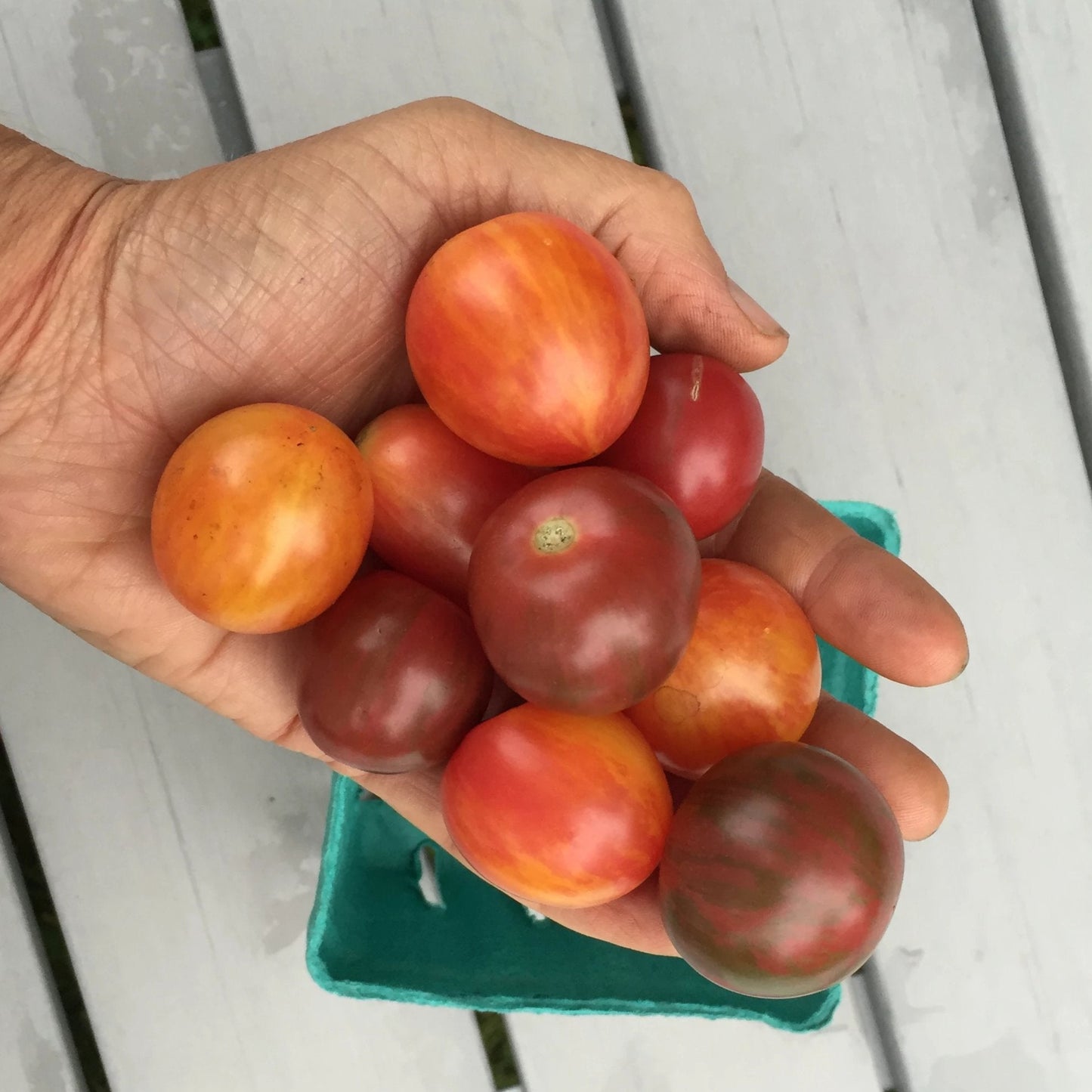 Bumble Bee Mix Cherry Tomato Seedlings