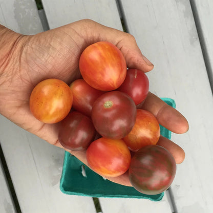 Bumble Bee Mix Cherry Tomato Seedlings