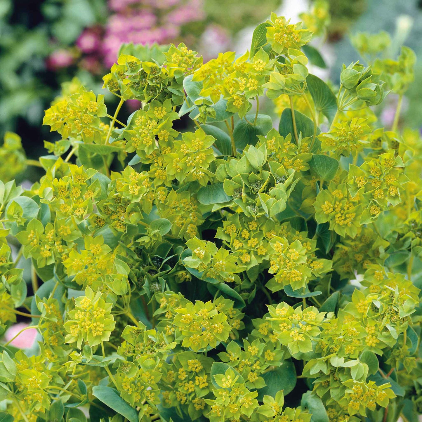 Close-up of small green bupleurum grafitti flowers, showcasing their small delicate petals 