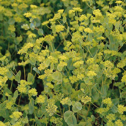 Close-up of small green bupleurum grafitti flowers, showcasing their small delicate petals 
