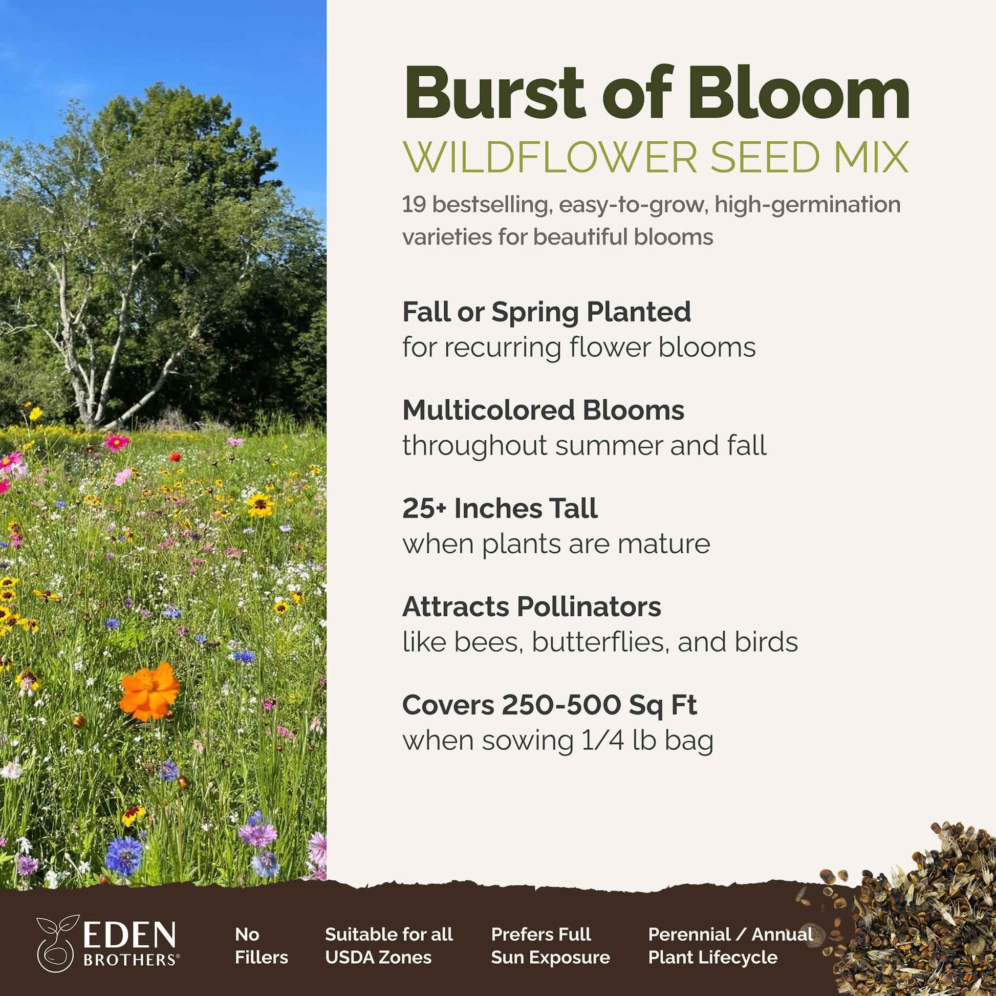 A visual overview of the wildflower seed mix, showcasing expected floral blooms.