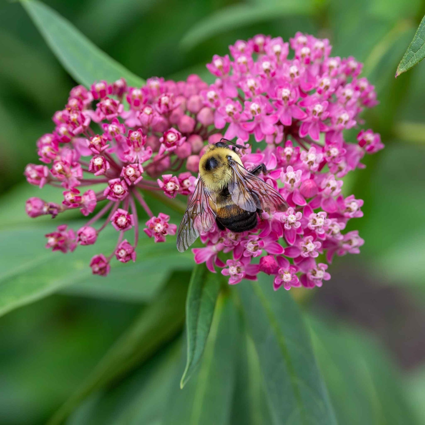 A vibrant cluster of Cinderella butterfly milkweed flowers in full bloom.