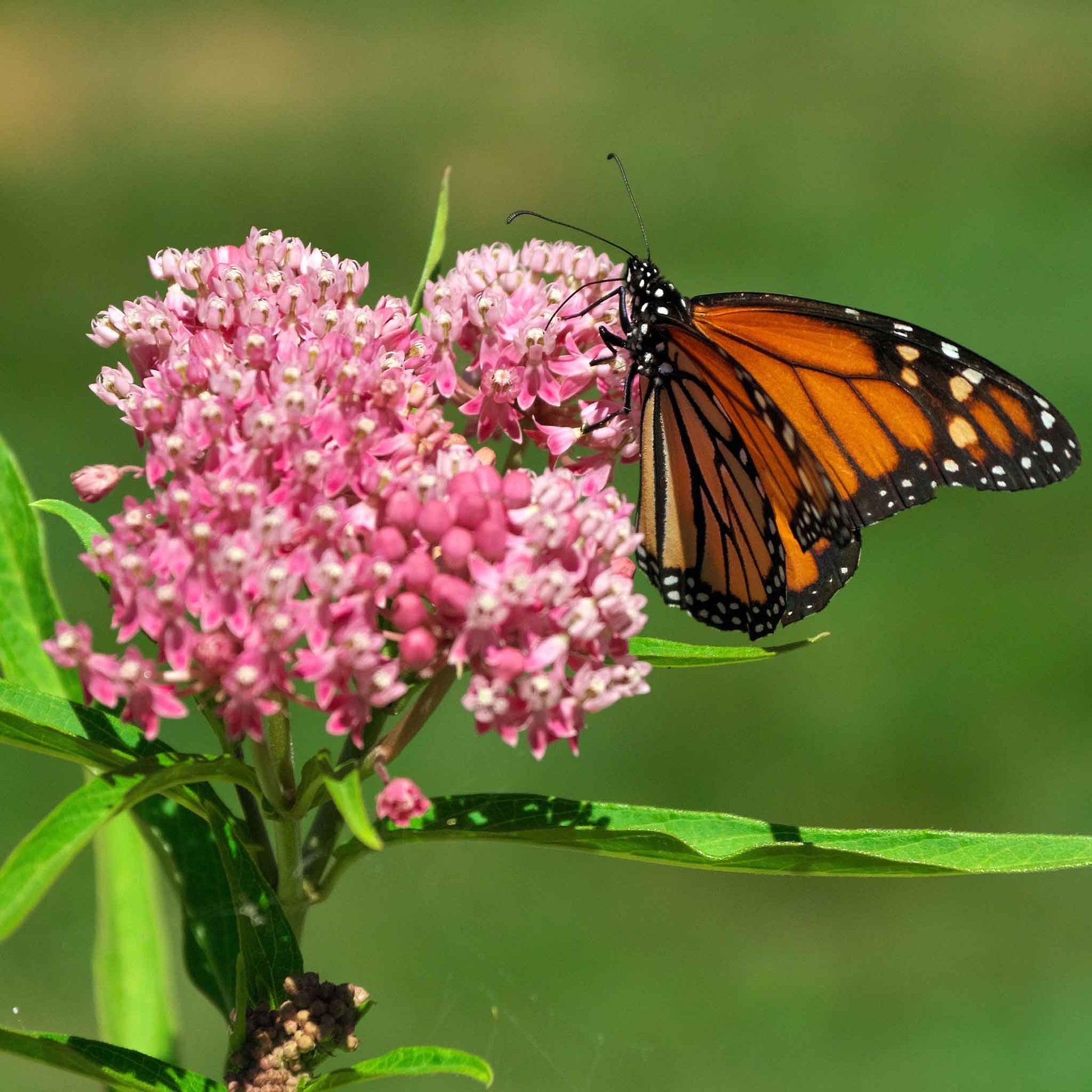 A vibrant cluster of Cinderella butterfly milkweed flowers in full bloom with a monarch butterfly.