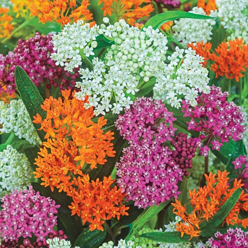 A mixture of butterfly milkweed blooms with orange, pink, and white flowers.