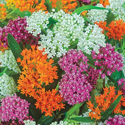 A mixture of butterfly milkweed blooms with orange, pink, and white flowers.