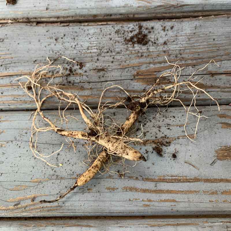 Two bare roots of Butterfly Milkweed shown with dirt on a wooden surface.