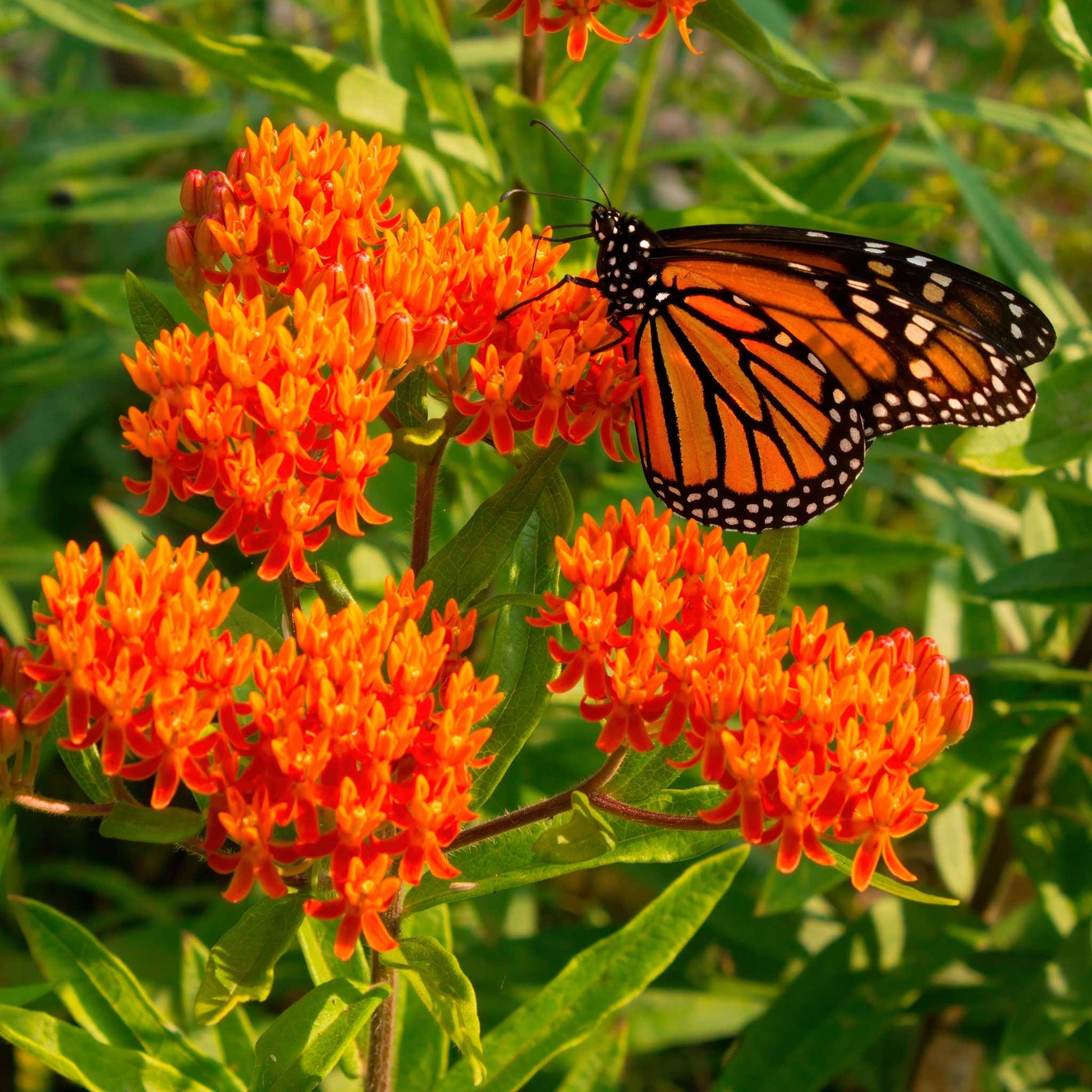 A cluster of Asclepias Tuberosa butterfly milkweed flowers with a monarch butterfly on one of them.