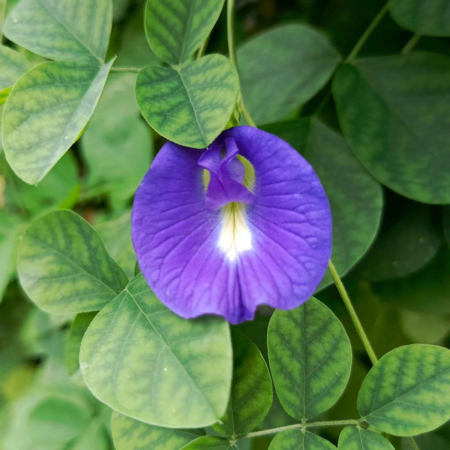 A close-up shot of a single vibrant blue butterfly pea flower with green leaves in the background.