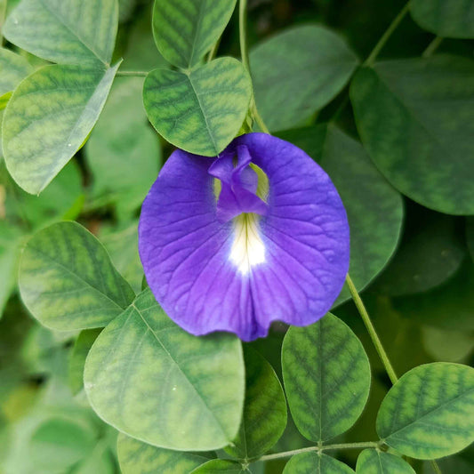 A close-up shot of a single vibrant blue butterfly pea flower with green leaves in the background.