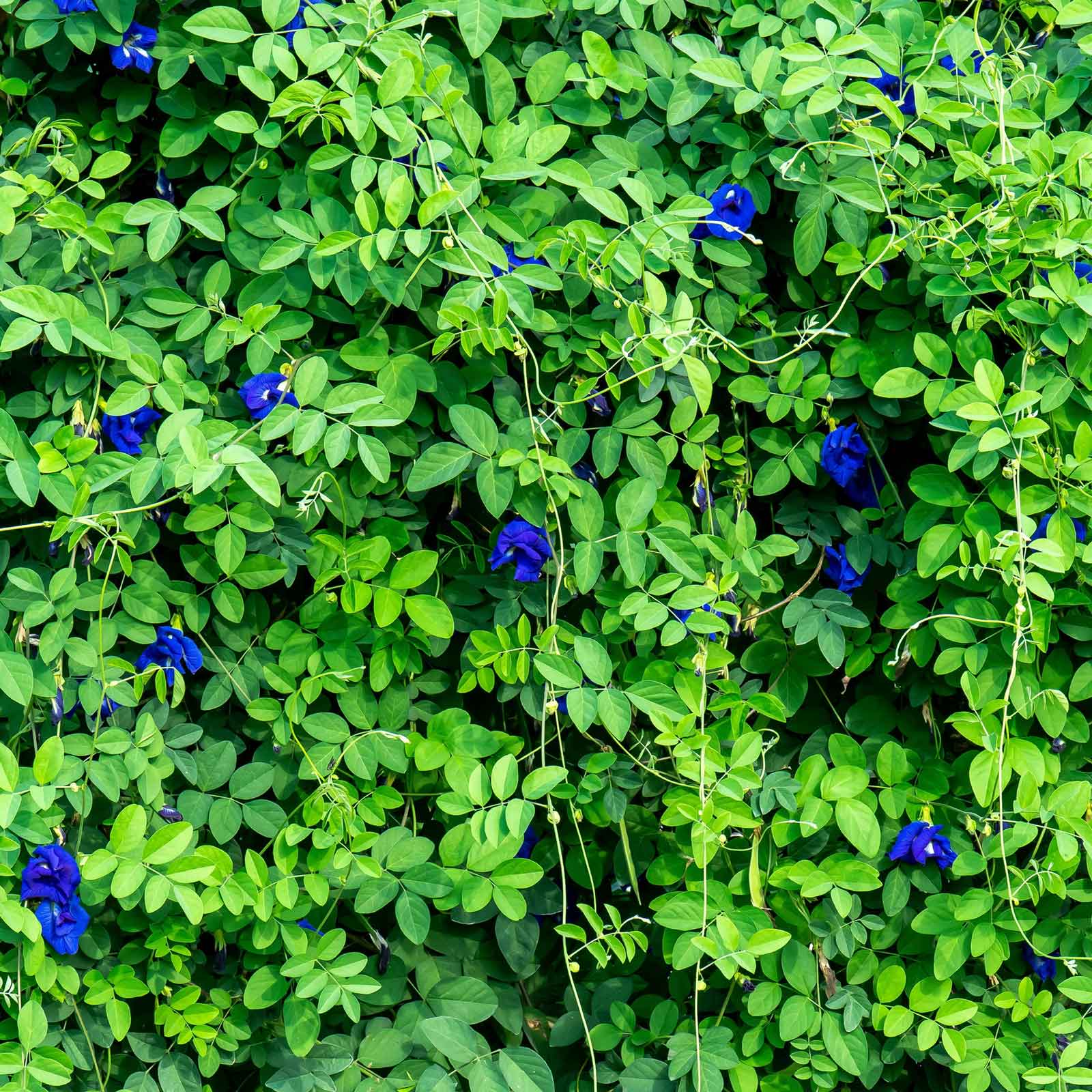 A vivid blue butterfly pea flowers and green foliage against blurred background.