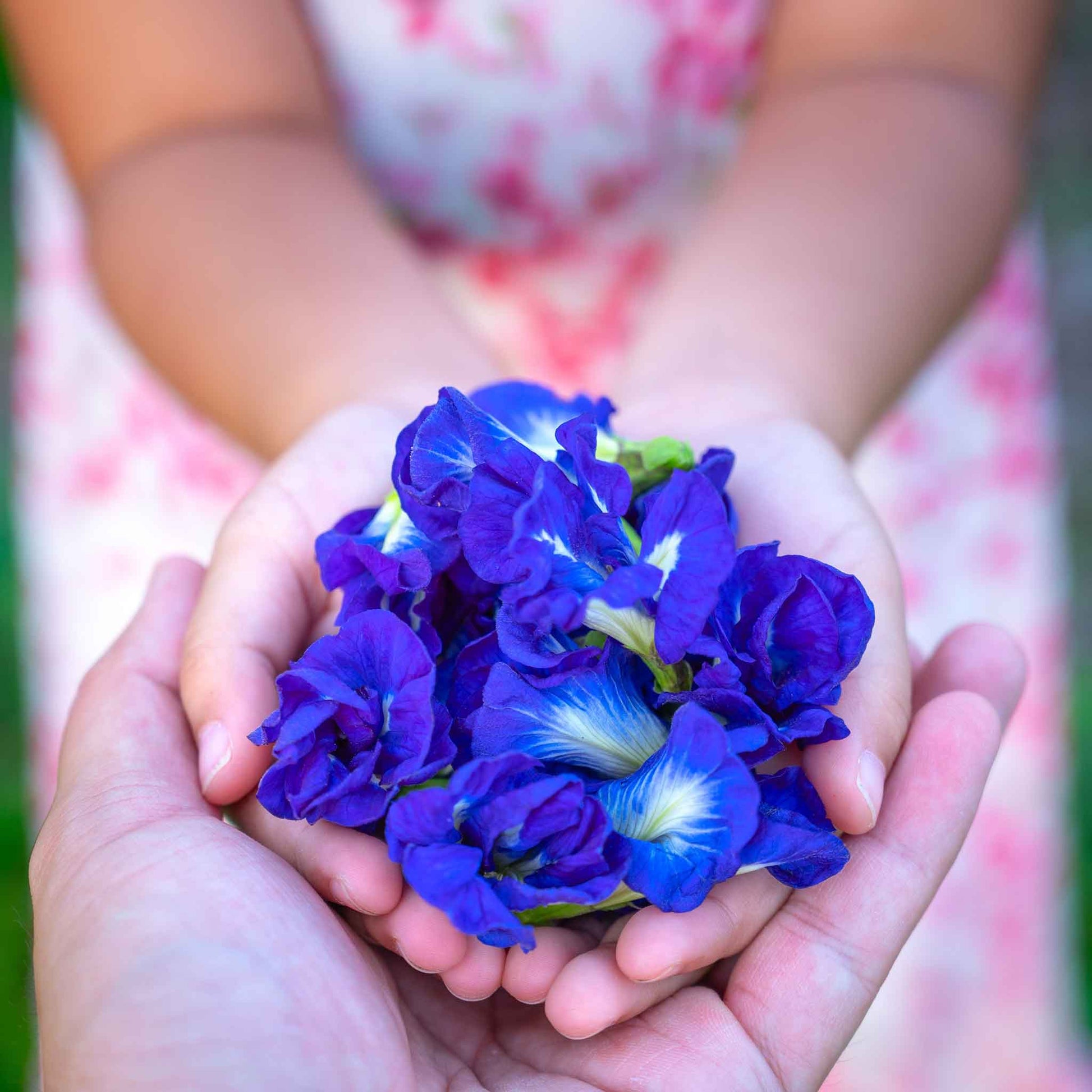 A close-up shot of a vibrant blue butterfly pea flowers held in a little girls hand.