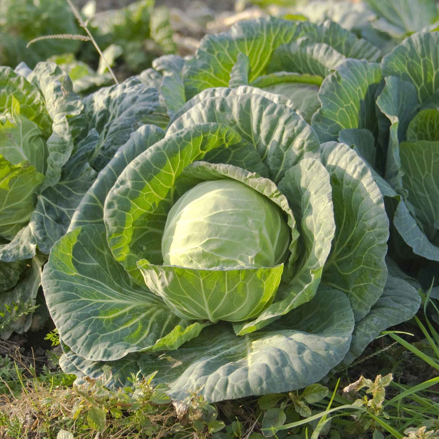 A medium shot of a large, round green cabbage head, surrounded by leafy outer foliage in a garden setting.