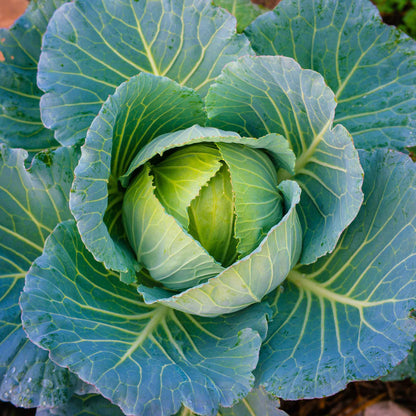 Overhead view of mature brunswick cabbage ready for harvest.