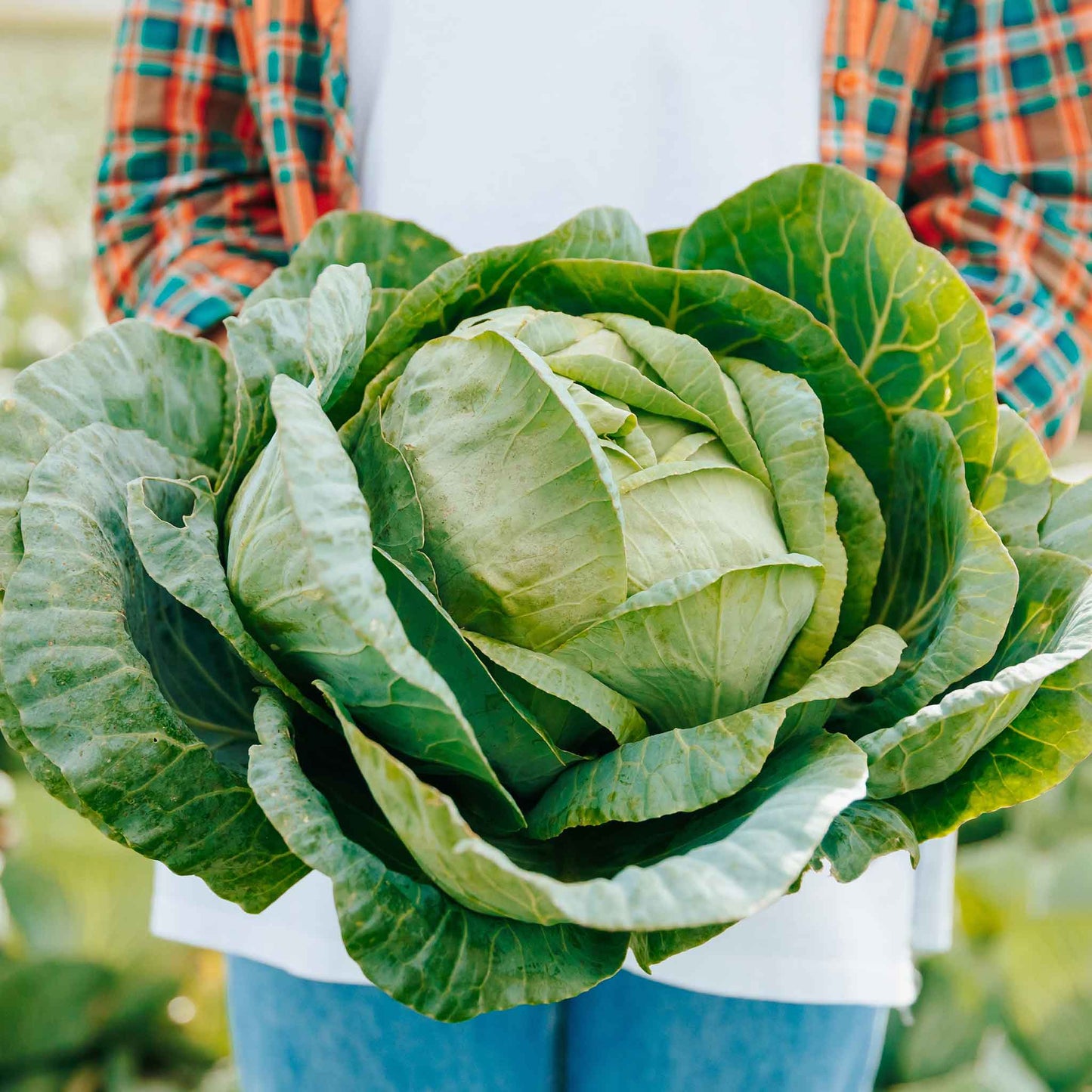 A close-up view of the dense, green foliage and head of a Brunswick cabbage.
