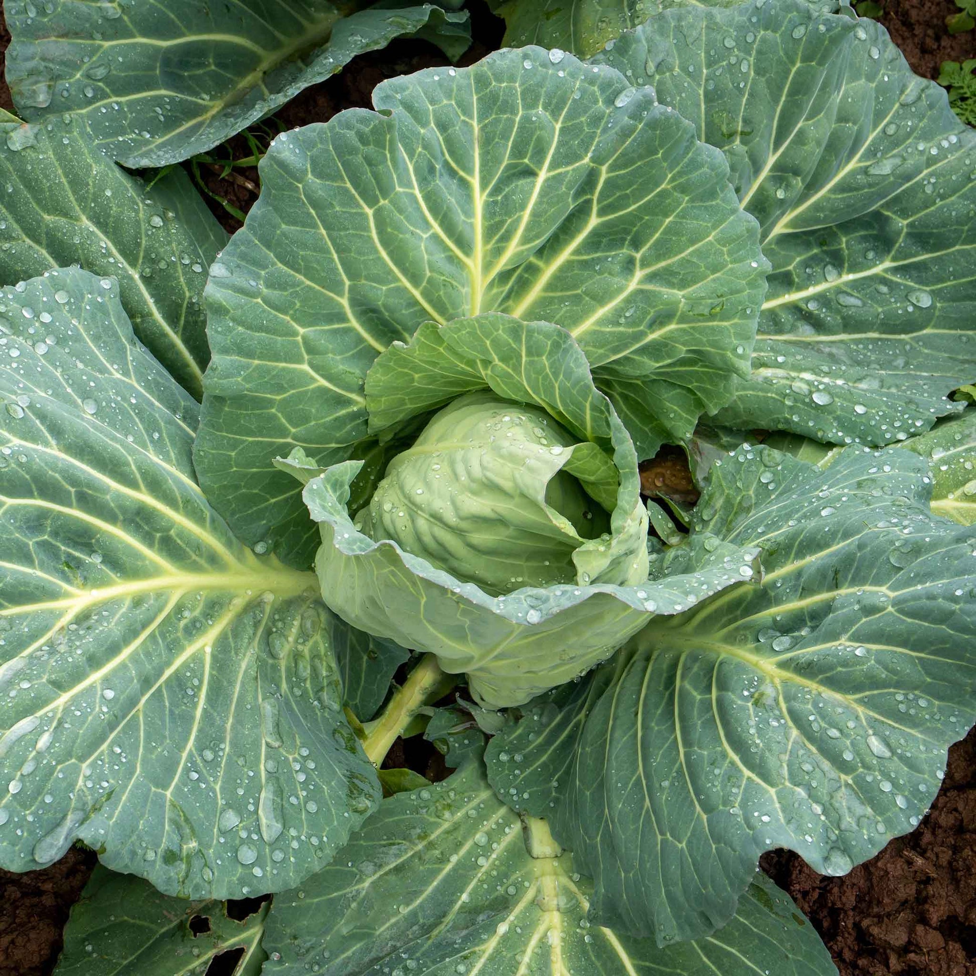 Overhead view of mature charleston wakefield cabbage ready for harvest.