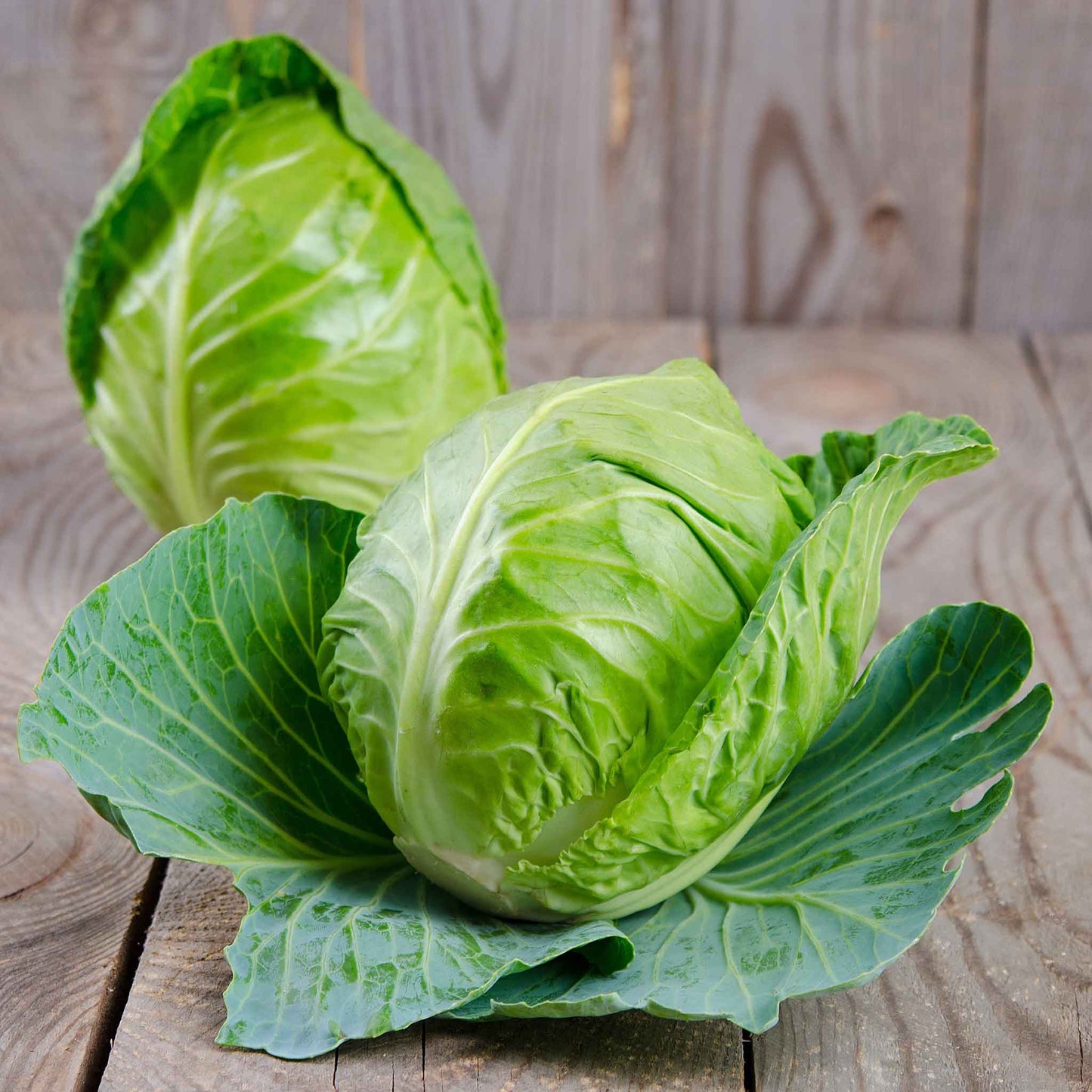 A close-up of a light green, slightly pointed Charleston Wakefield cabbage head on a wooden surface.