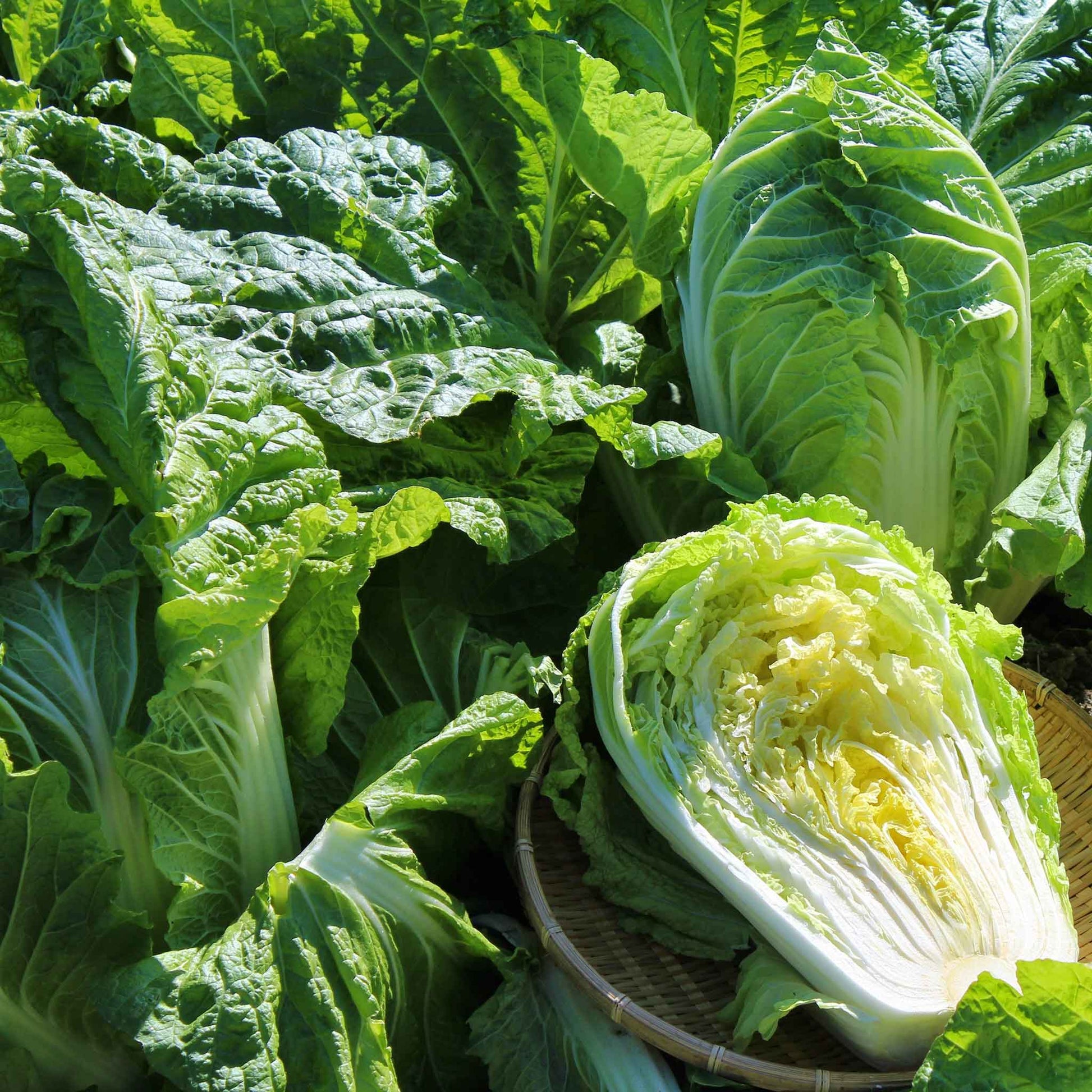 A close-up view of the pale green, pleated leaves of a Michihili Chinese cabbage head.