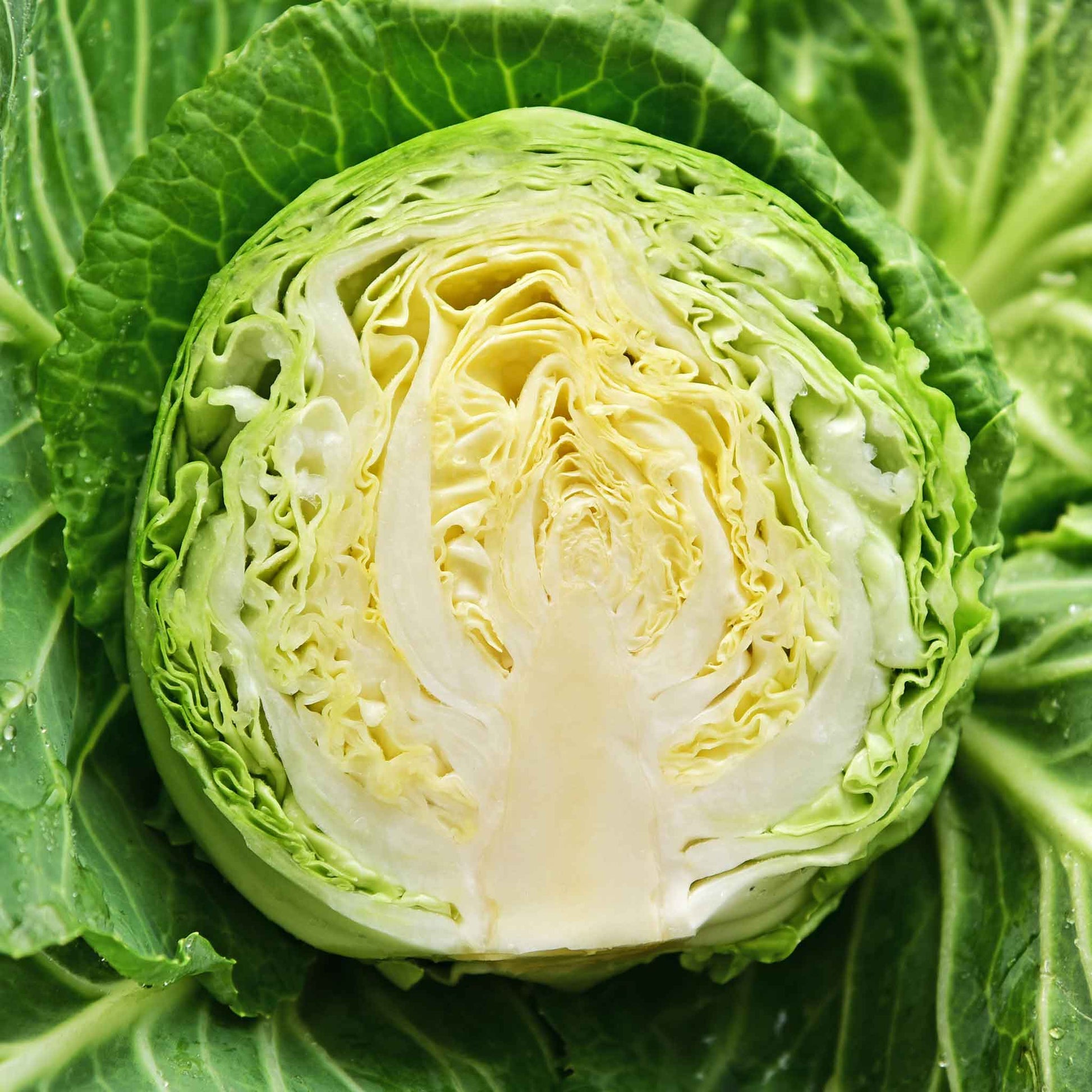 A medium close-up of a round, vibrant green Copenhagen Market cabbage head sliced in half