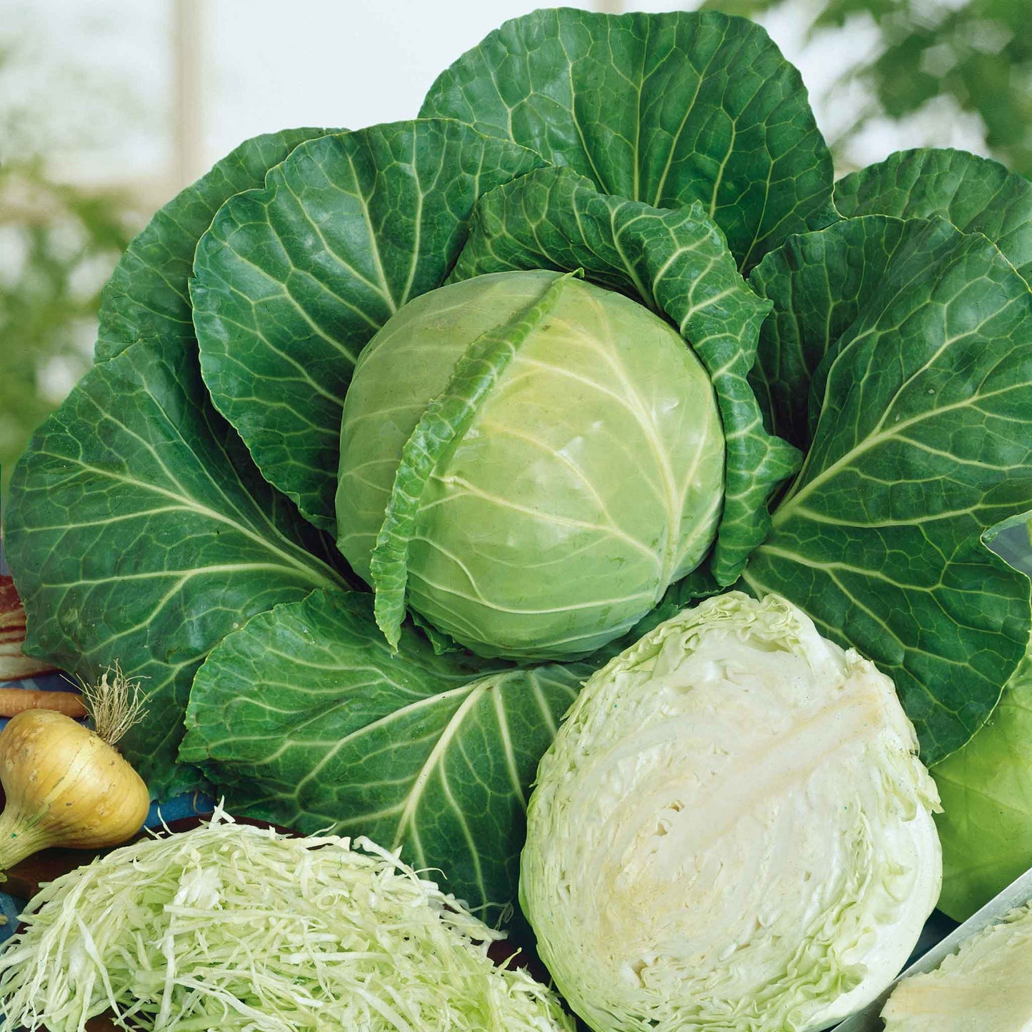 A close-up shot of the vibrant green, round head of a "Golden Acre" cabbage plant, freshly harvested.