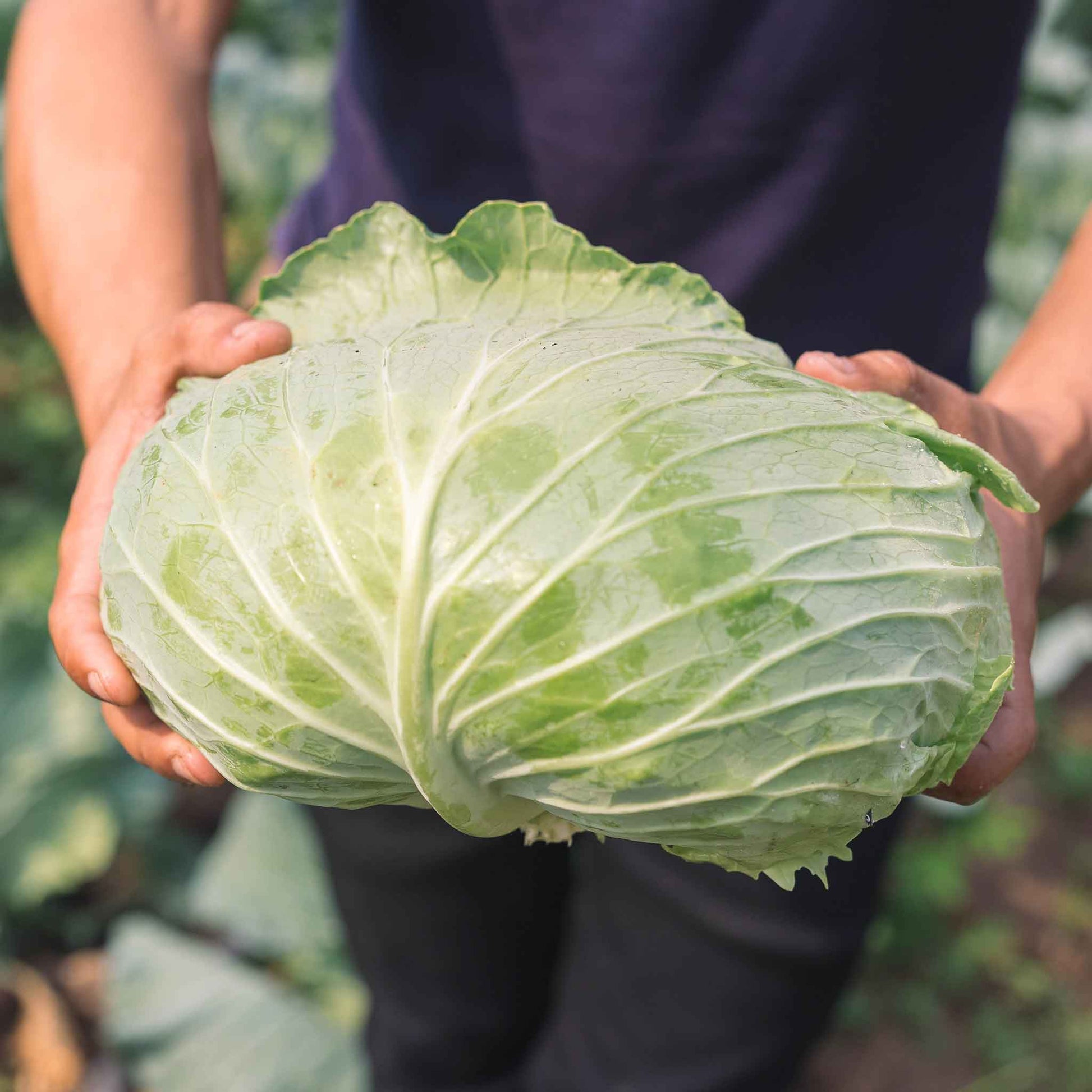 A close-up shot of a mature Late Flat Dutch Cabbage head with broad, flat green leaves.