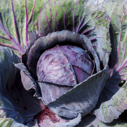 Overhead view of mature Red Acre cabbage ready for harvest.