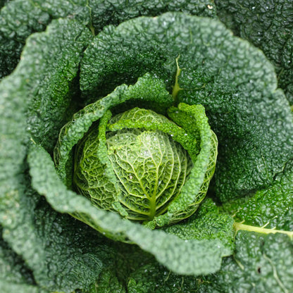 A close-up photograph of the crinkled, densely packed, light green leaves of a Savoy cabbage head.