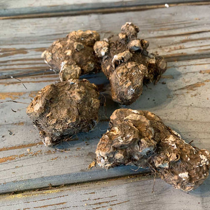 Several Caladium bulbs shown on a wooden surface.