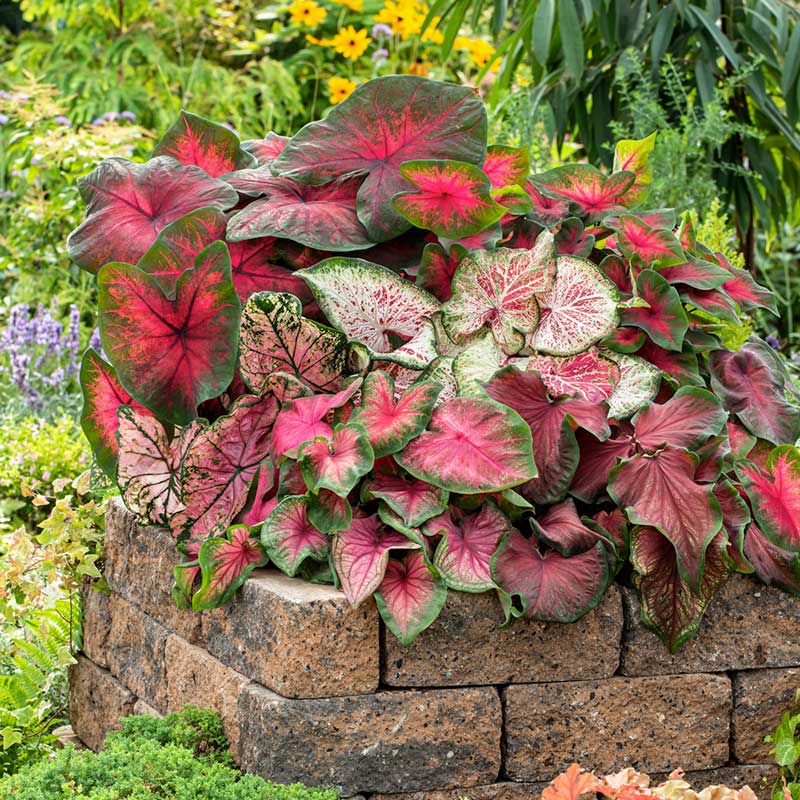 A vibrant mix of fancy-leaf caladiums with prominent red and white veins and green edges. | copyright: Floramedia UK Ltd