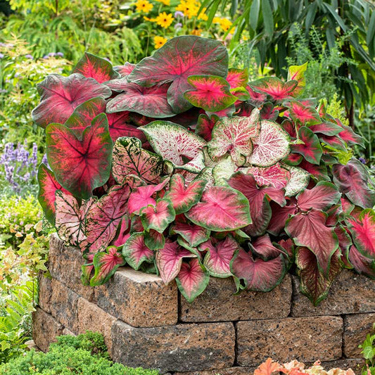 A vibrant mix of fancy-leaf caladiums with prominent red and white veins and green edges. | copyright: Floramedia UK Ltd