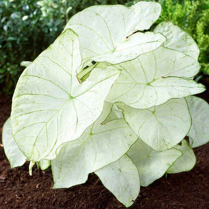 A close-up shot of a white Florida Moonlight caladium plant with prominent green veins and delicate pink edges.