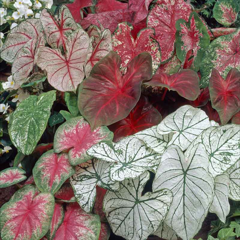 A vibrant mix of red, pink, and white caladium leaves with prominent green veins.