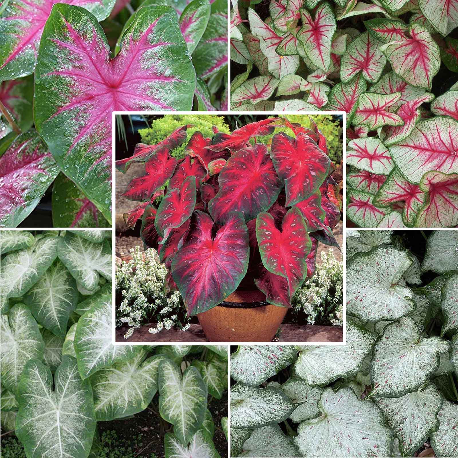A close-up of the SunTolerant Collection with green and red Caladium bulbs, showcasing their unique patterns and readiness for planting.