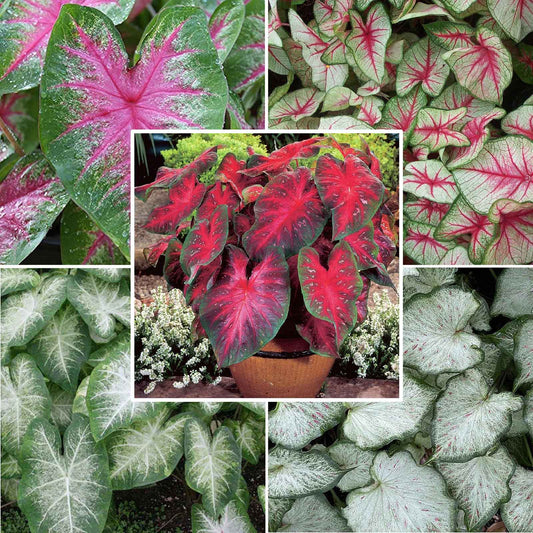 Sun Tolerant caladium collection with pink red white and green patterned foliage