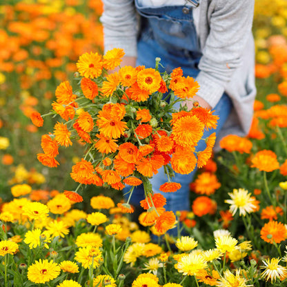 A close-up of a vibrant orange 'Balls Improved' Calendula flower.