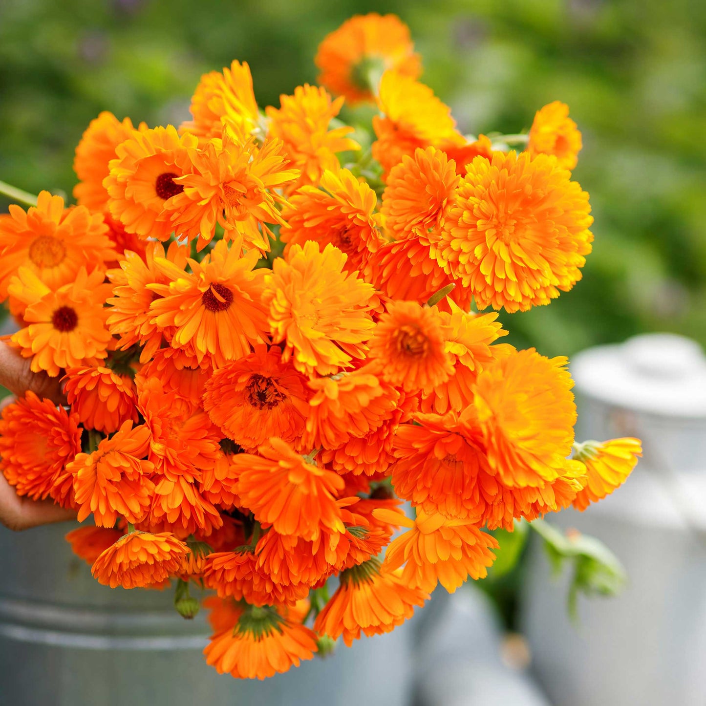 A close-up of a fully bloomed, deep orange, double-petaled Calendula flower, surrounded by green foliage.