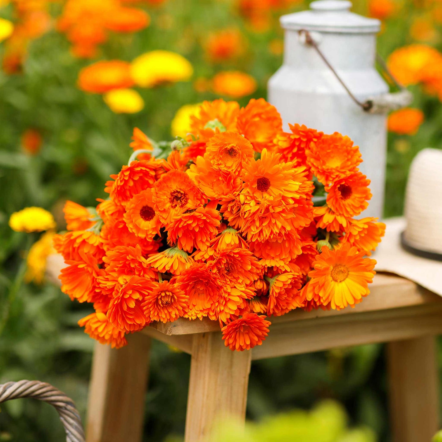 Close-up photo of orange Calendula 'Balls Improved' flowers with frilly petals blooming in a garden.