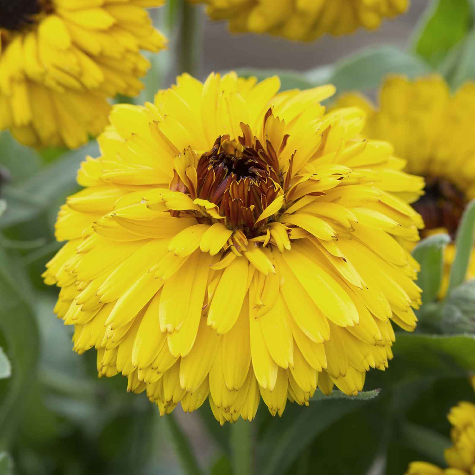 A close-up view of a yellow Calendula 'Bull's Eye' flower with a contrasting dark center.