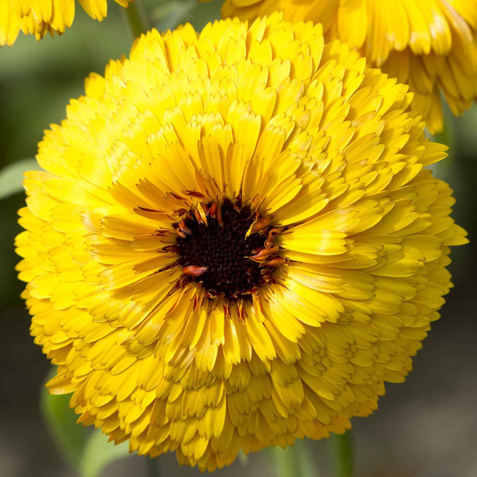 A close-up of a 'Bull's Eye' calendula flower showing orange petals with a darker center.